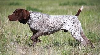 photo chien: Braque Allemands